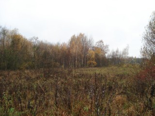 Вот так и выглядит большинство участков: полянка, огороженная естественной лесополосой...